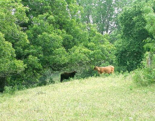 4th image of 12061 F M RD 466