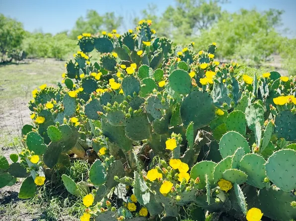 TBD County Road 5718, Natalia, TX 78059