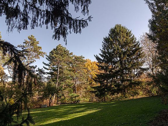 Majestic pine & spruce trees