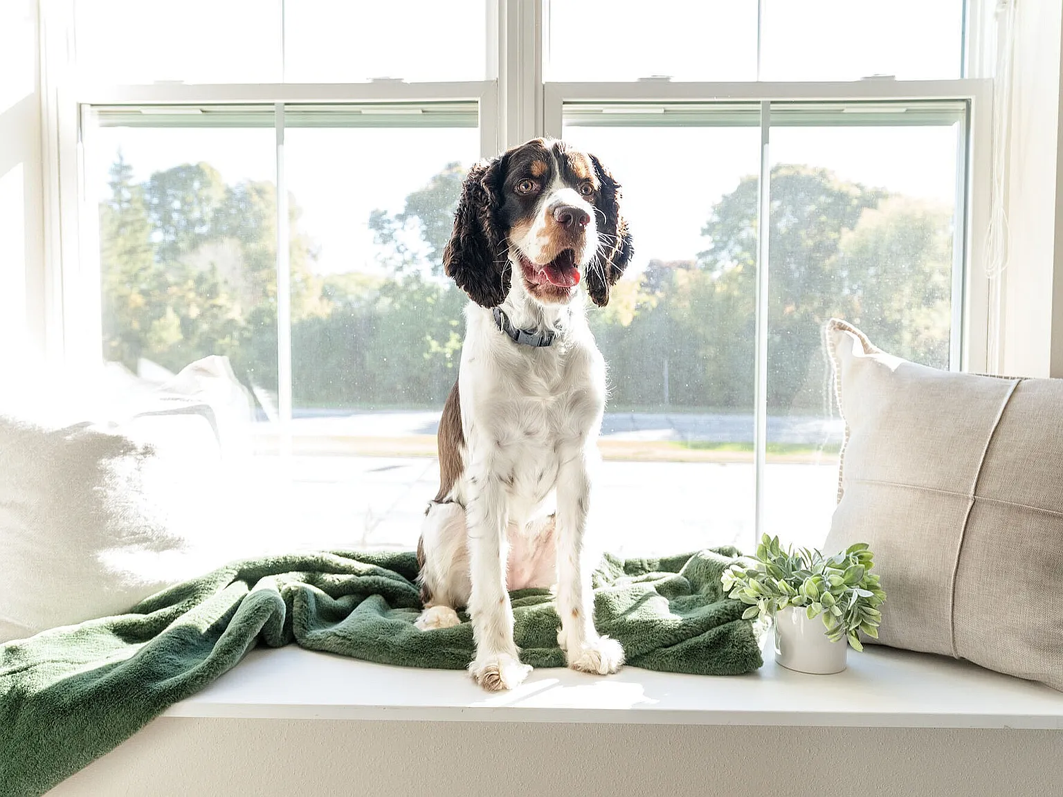 The Bevy — Photo 4