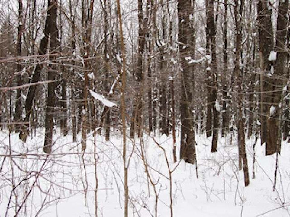 1st image of On Pine Haven Rd