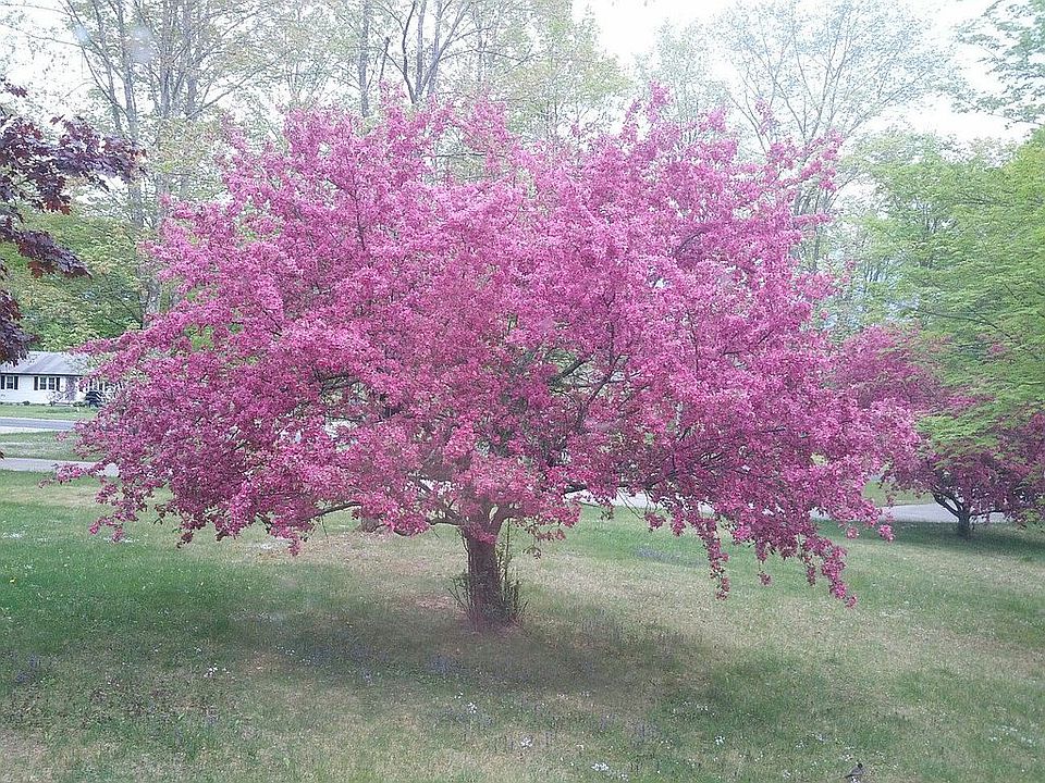 Tree in front yard