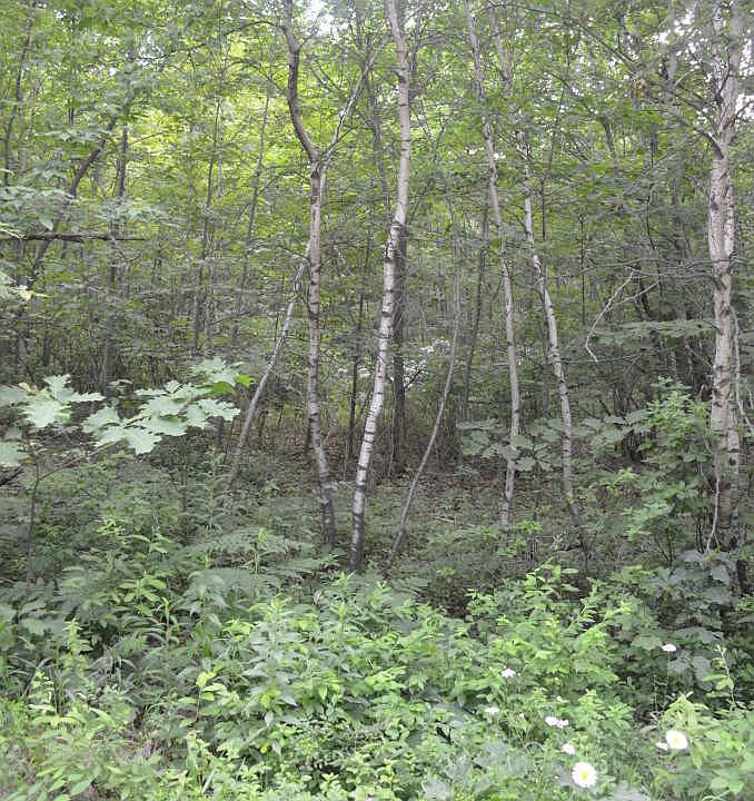 2nd image of Brace Brook Rd