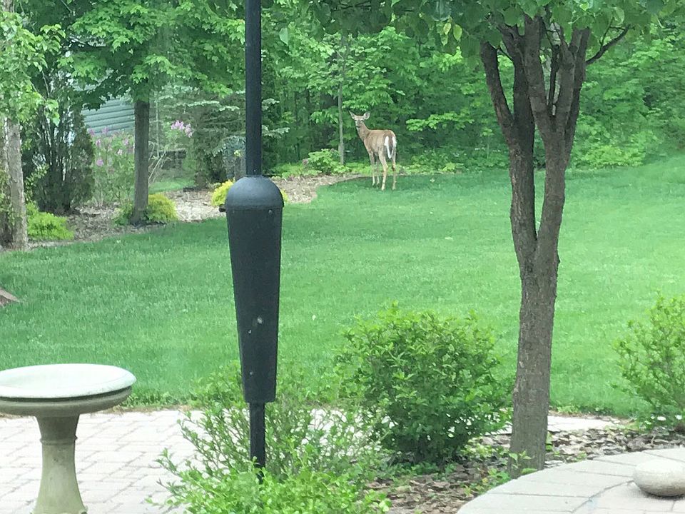 Doe visiting one summer
