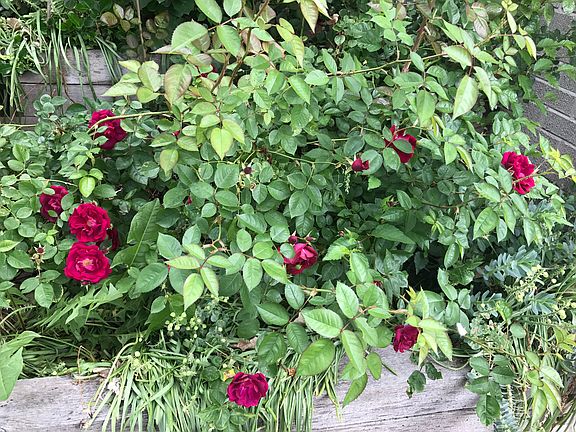 Seasonal Front garden