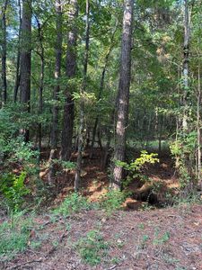 County Road 2592, Naples, TX, 75568