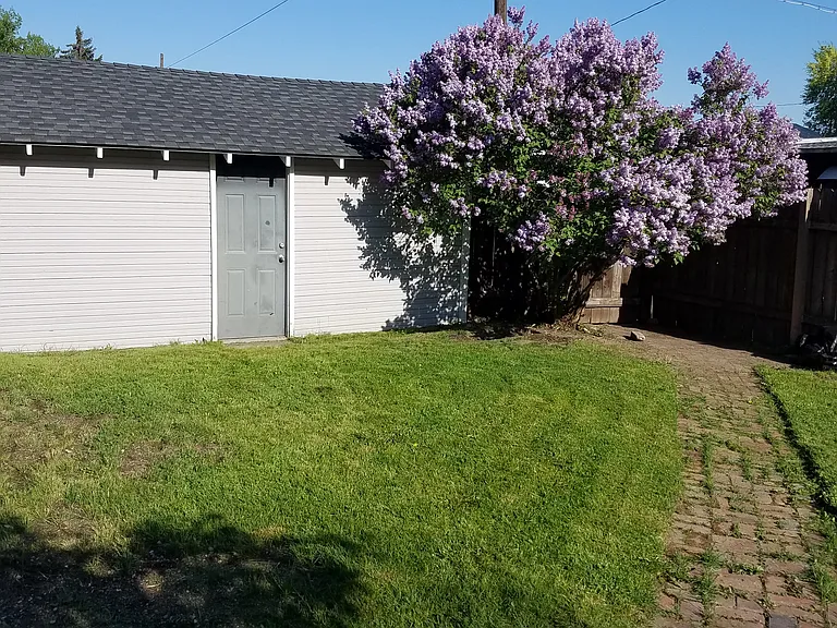 Lilac tree by garage