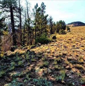 294 Schofield Trail, Powderhorn, CO, 81243