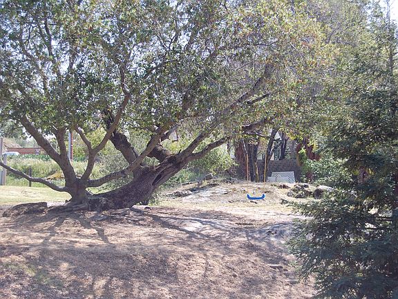 Front tree with swing