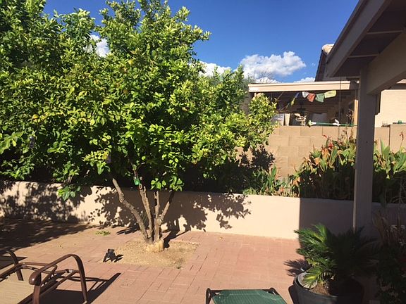 lemon tree raised flower bed