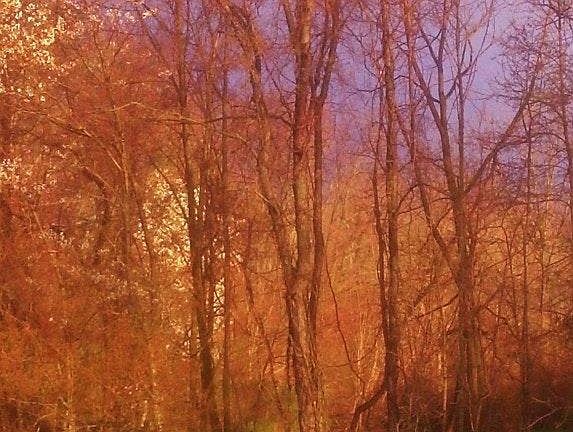 Golden light over the medow