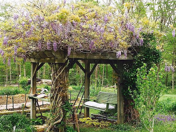 Wisteria/Clematis Pergola 