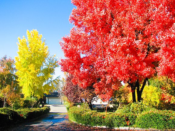 Driveway in the fall