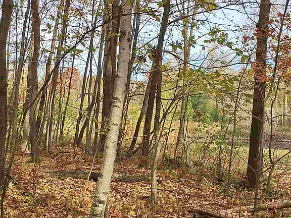 5th image of 966 Thornberry Creek Dr