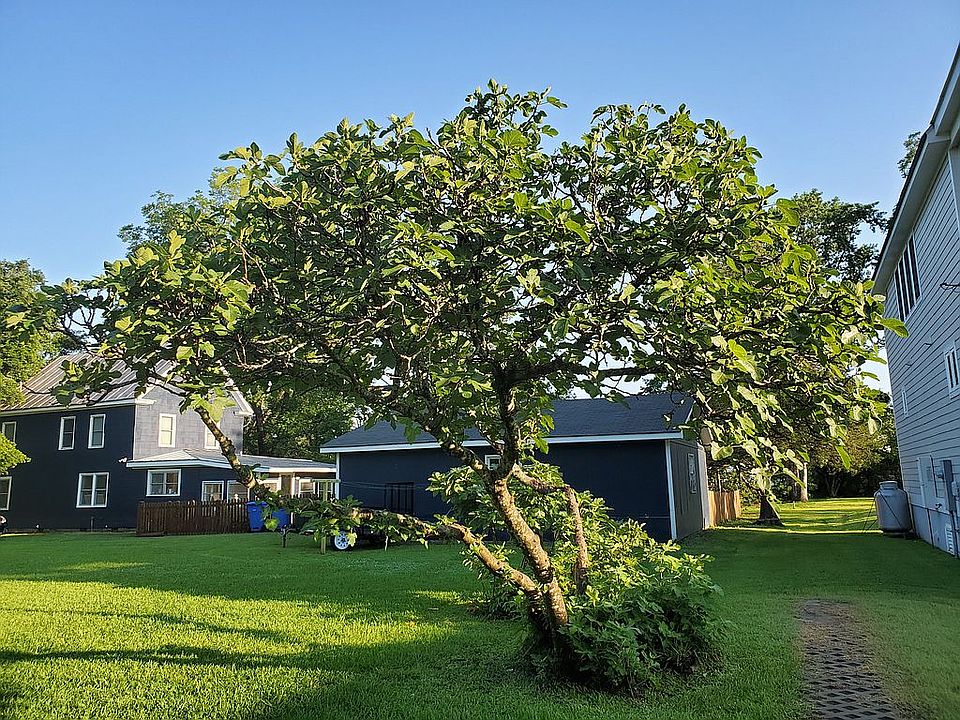Fig tree