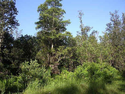 2nd image of Road 8 Moho Lot 4941