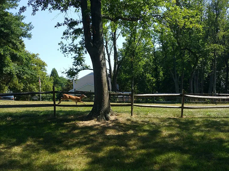 Deer view