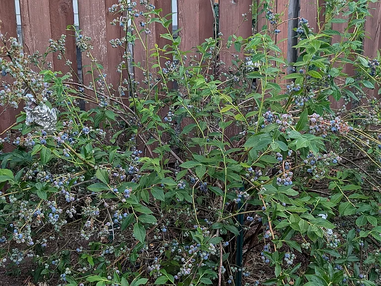 blueberry shrub