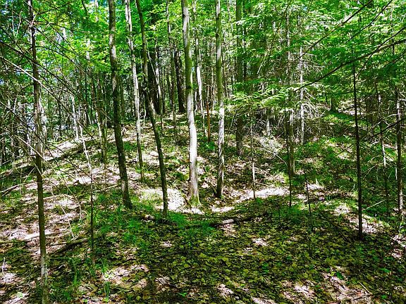 4th image of +/-.544 Acre SALEM LAKE ROAD