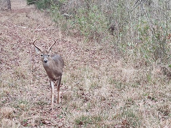 3rd image of 2867 Brady Rd