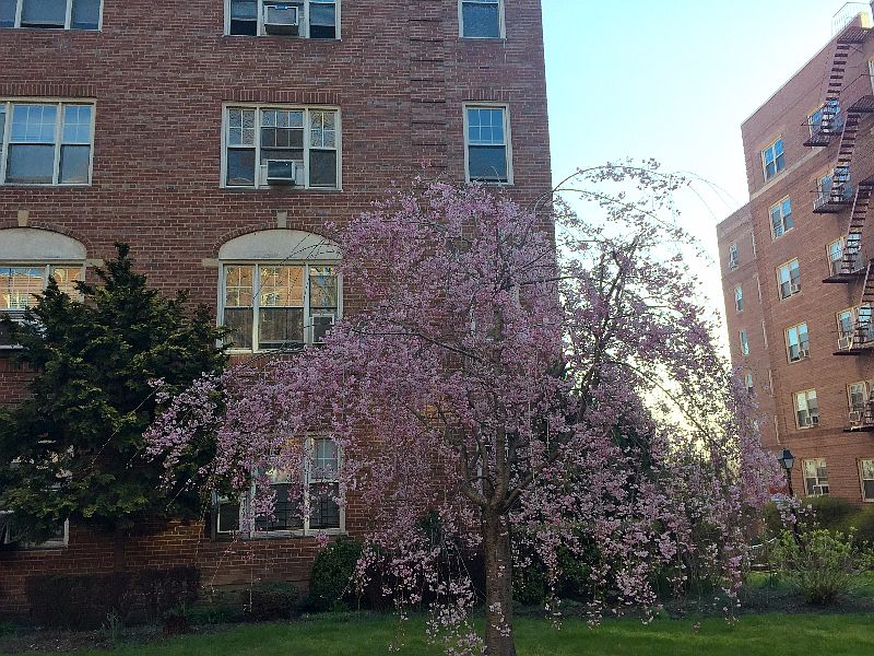 1st image of 77-15 113th St #1-L