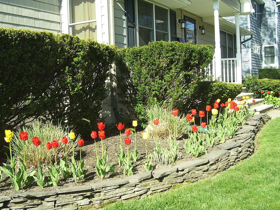 over 70 tulips each spring