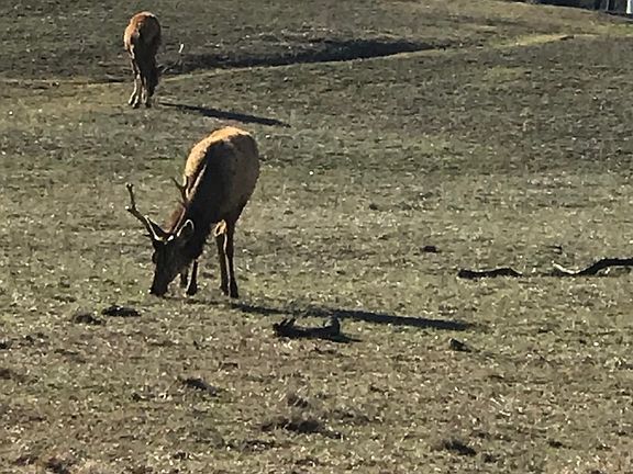 5th image of LOT 54 Elk Mountain Ranch LOT 54