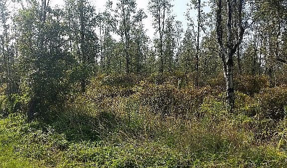 3rd image of 24th Ave Lot 96