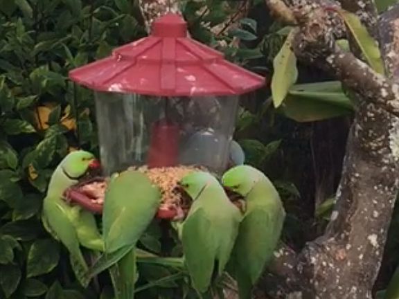 Backyard feeder parakeets