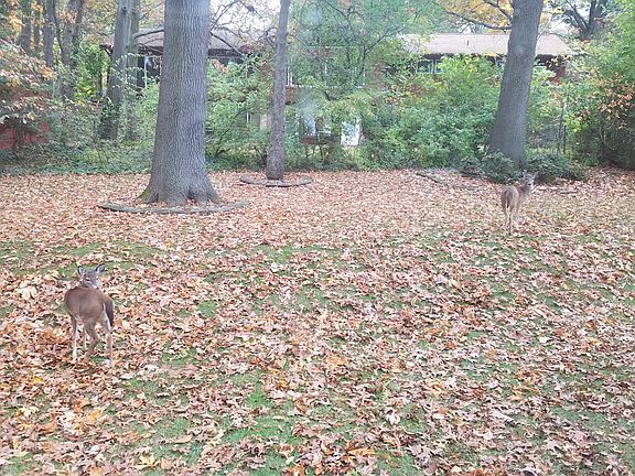 Wildlife in your backyard