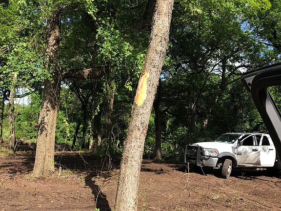 2nd tree has limb for swing