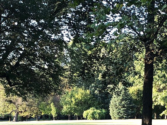 Summertime view of Tower Grove Park out your living room windows