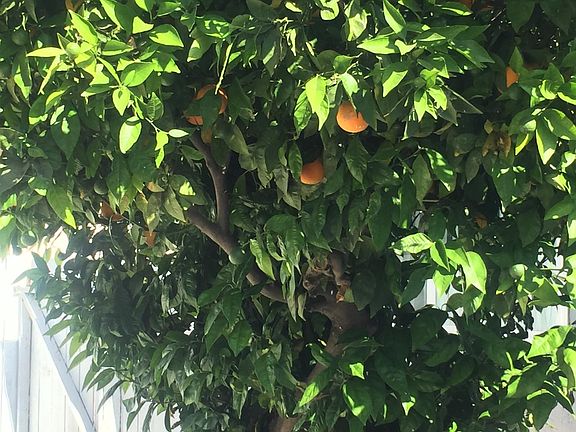 Citrus Trees 