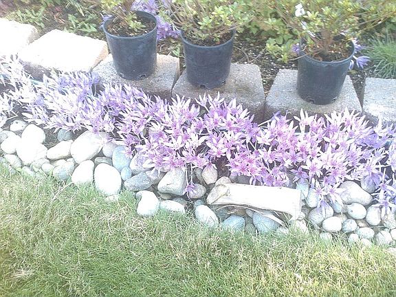 Fall crocus beauties.