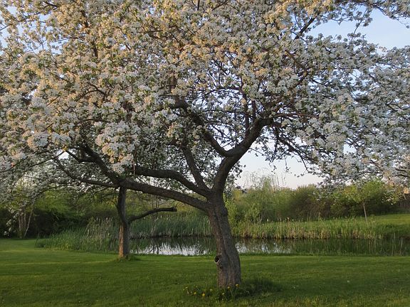 Private pond in spring
