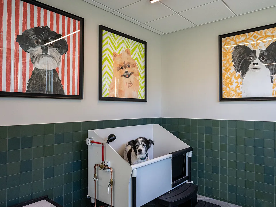 Dog Spa