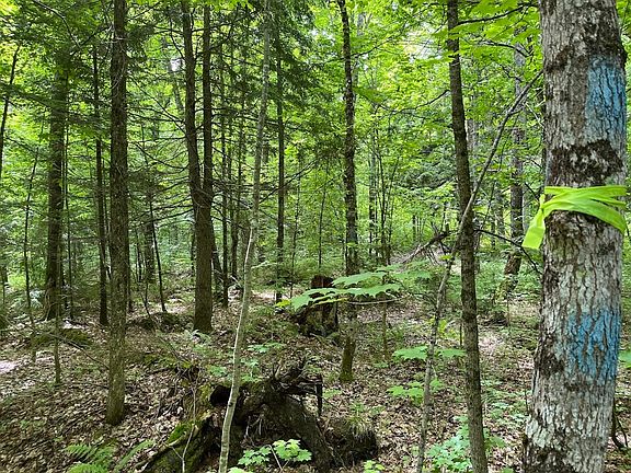 3rd image of Off The Hazel Rd