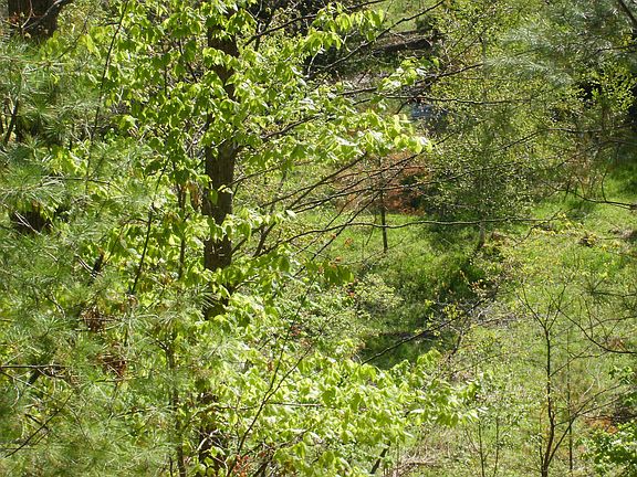 4th image of 8073 Sturgeon Valley Dr Lot 61