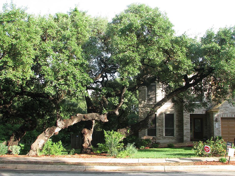 front house Wow, Many majestic oak tree's