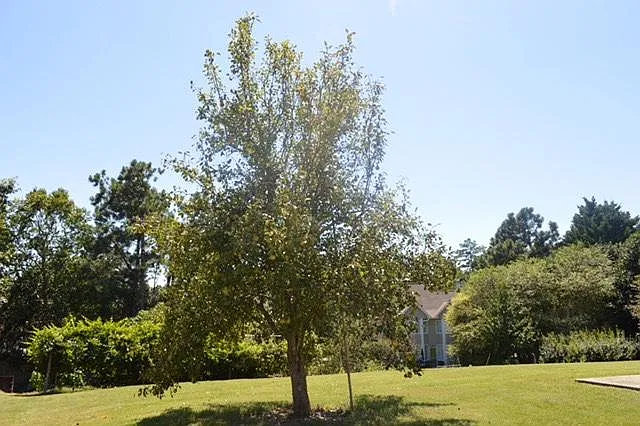 155 Ruby Forest Pkwy — Photo 29