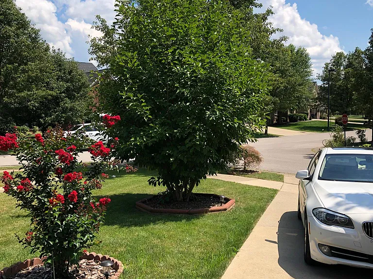 605 Verbena Cv — Photo 16