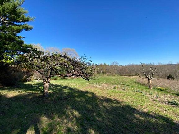 Rear yard, apple trees