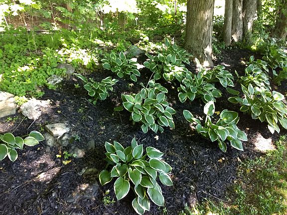 Driveway Hostas