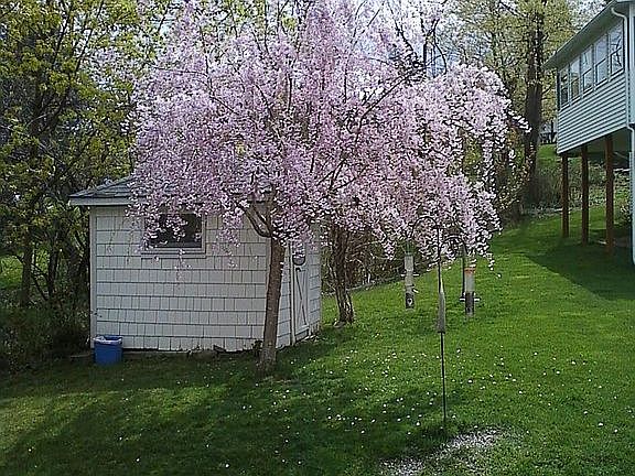 Flowering cherry in yard