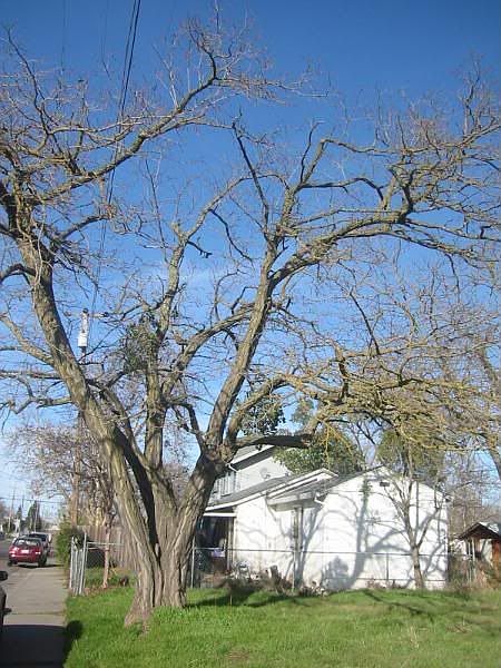 Old growth tree on property. 