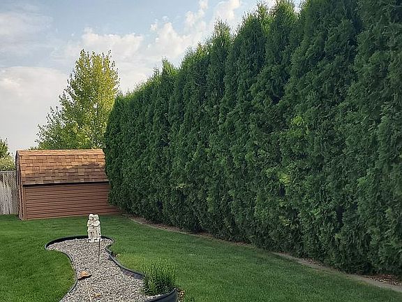 Bully barn, aborvita privacy