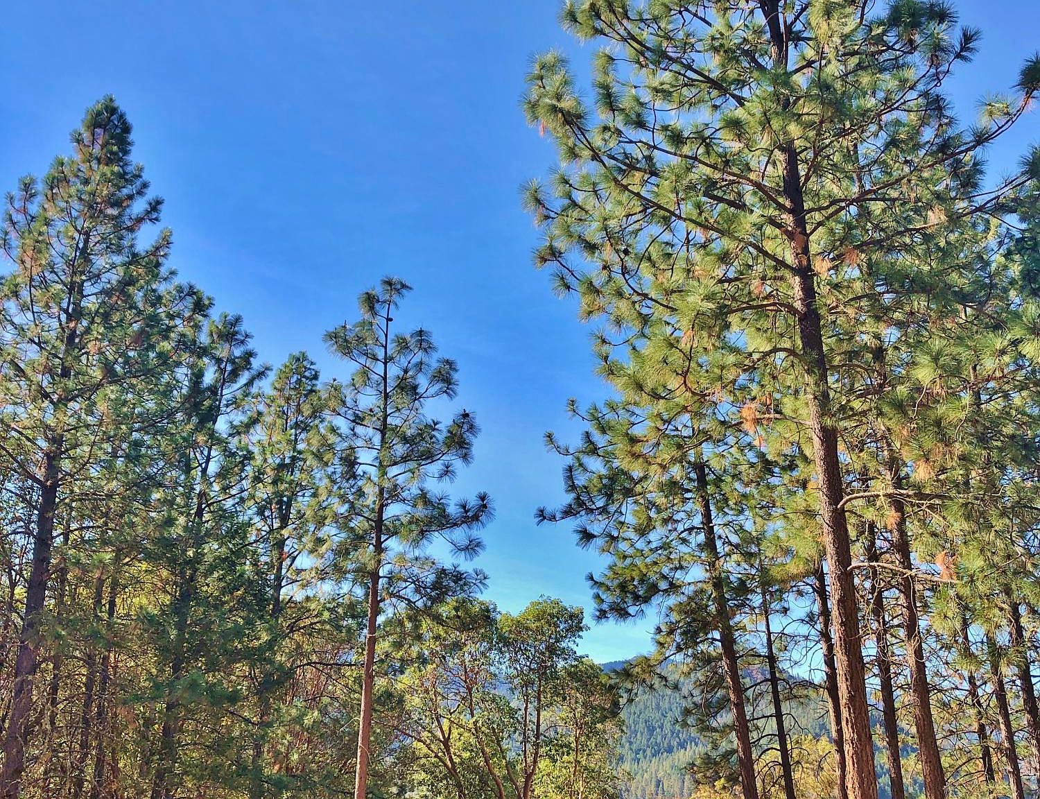 237 China Gulch Rd, Jacksonville, OR 97530 Zillow