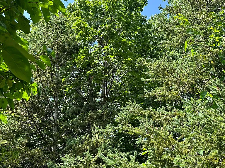 Hackberry Ct — Photo 19