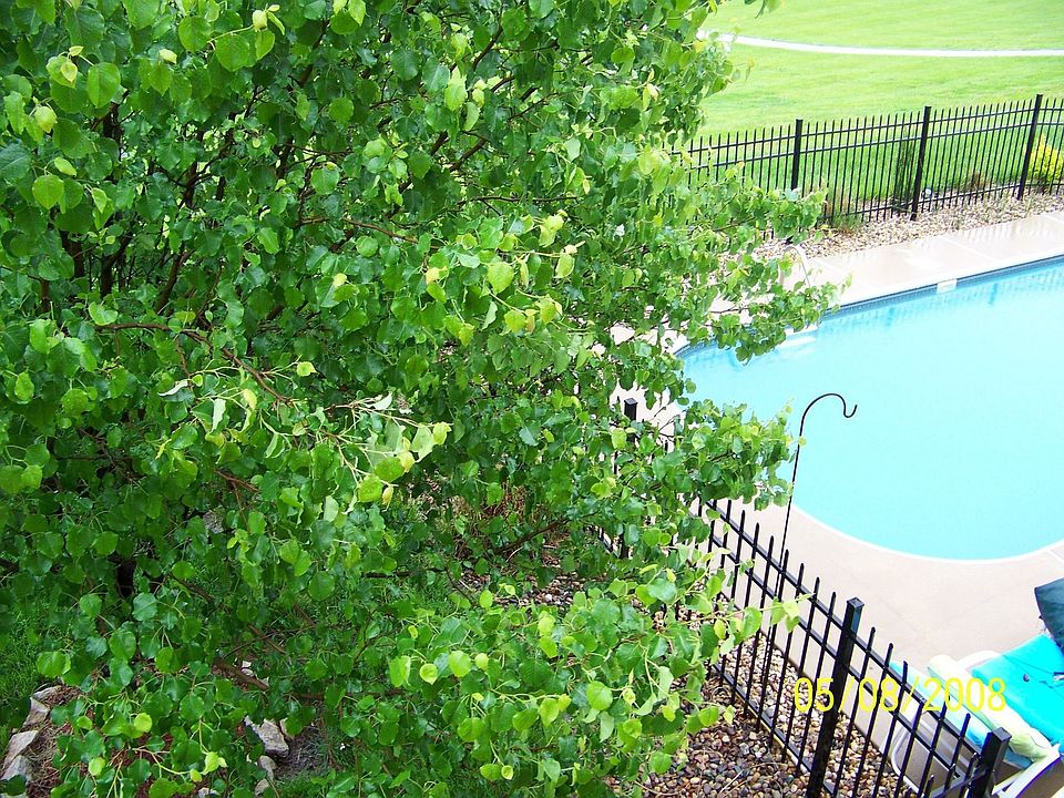 backyard view from deck