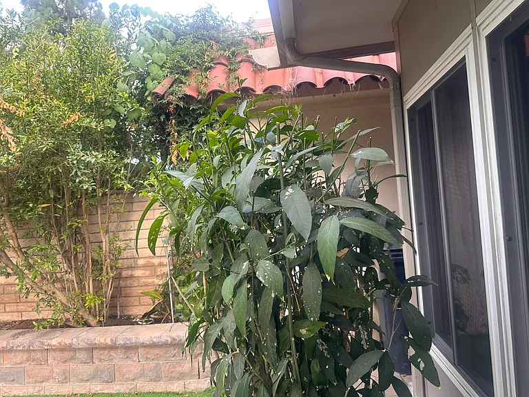 32 Iron Bark Way — Photo 43